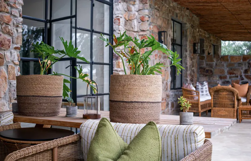 Outdoor patio at Simbavati Cederberg Ridge retreat with stone walls, large potted Philodendron plants, wicker chairs, and green pillows.