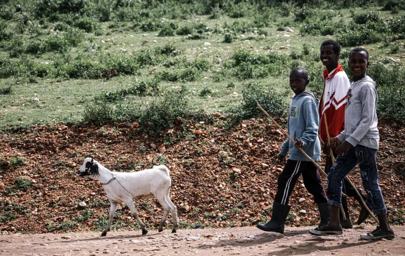 Three young men in casual clothes walk with a leashed white goat on a grassy hillside path.