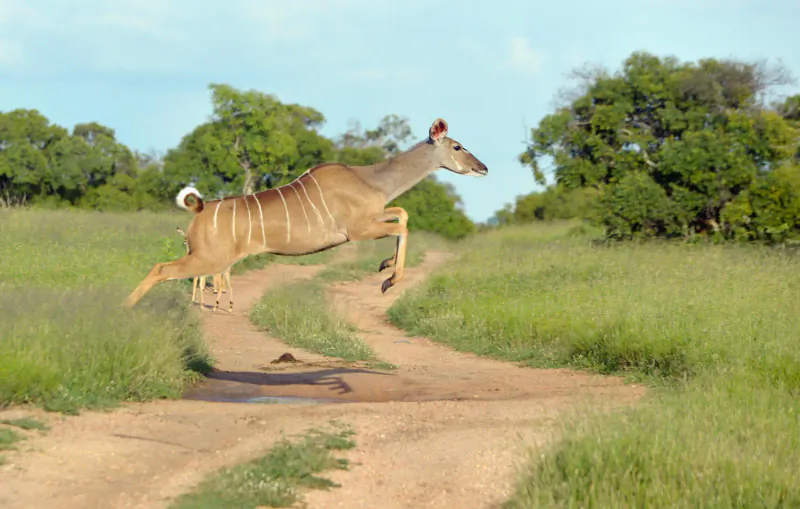 Nyala antelope leaping over dirt path in Kruger savanna grassland amid trees