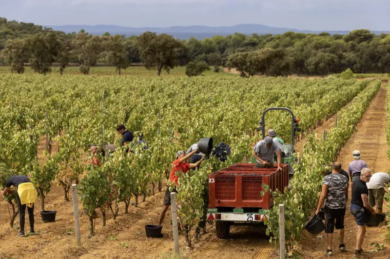 Workers harvesting grapes in lush vineyard rows at Château Léoube, Provence, with red truck and distant hills.