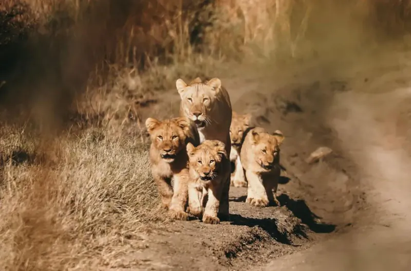 Lioness leading four playful lion cubs walking on dirt path in Nambiti Hills grasslands