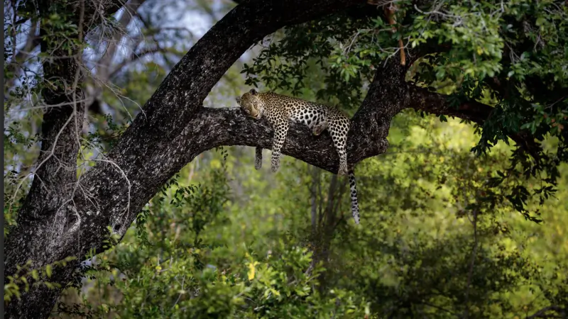 Leopard sleeping draped over a tree branch in lush green Timbavati wilderness