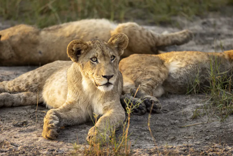 Close-up of a young lion cub lounging alertly on sandy African savanna grass with siblings nearby