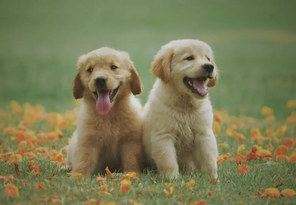 Two fluffy golden retriever puppies sitting happily on grass with orange fall leaves