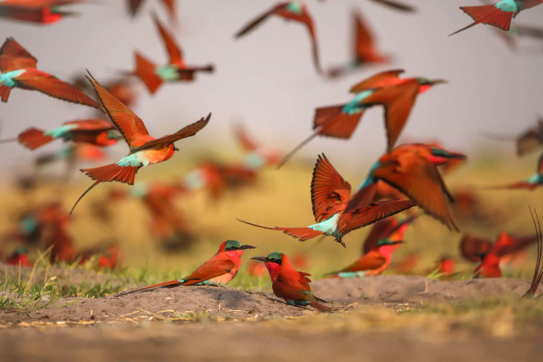 Flock of Carmine Bee-eaters flying over grassy savanna in Botswana's Okavango Panhandle.