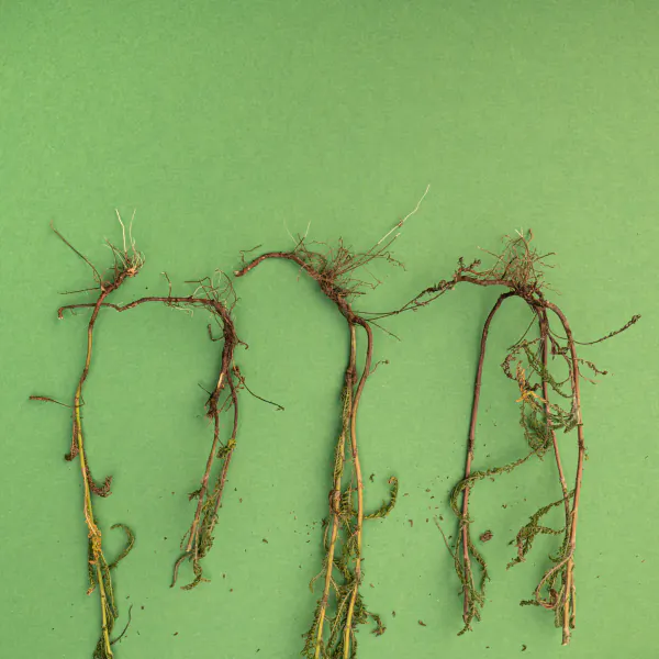 Four Achillea plant roots with fine tendrils on green background