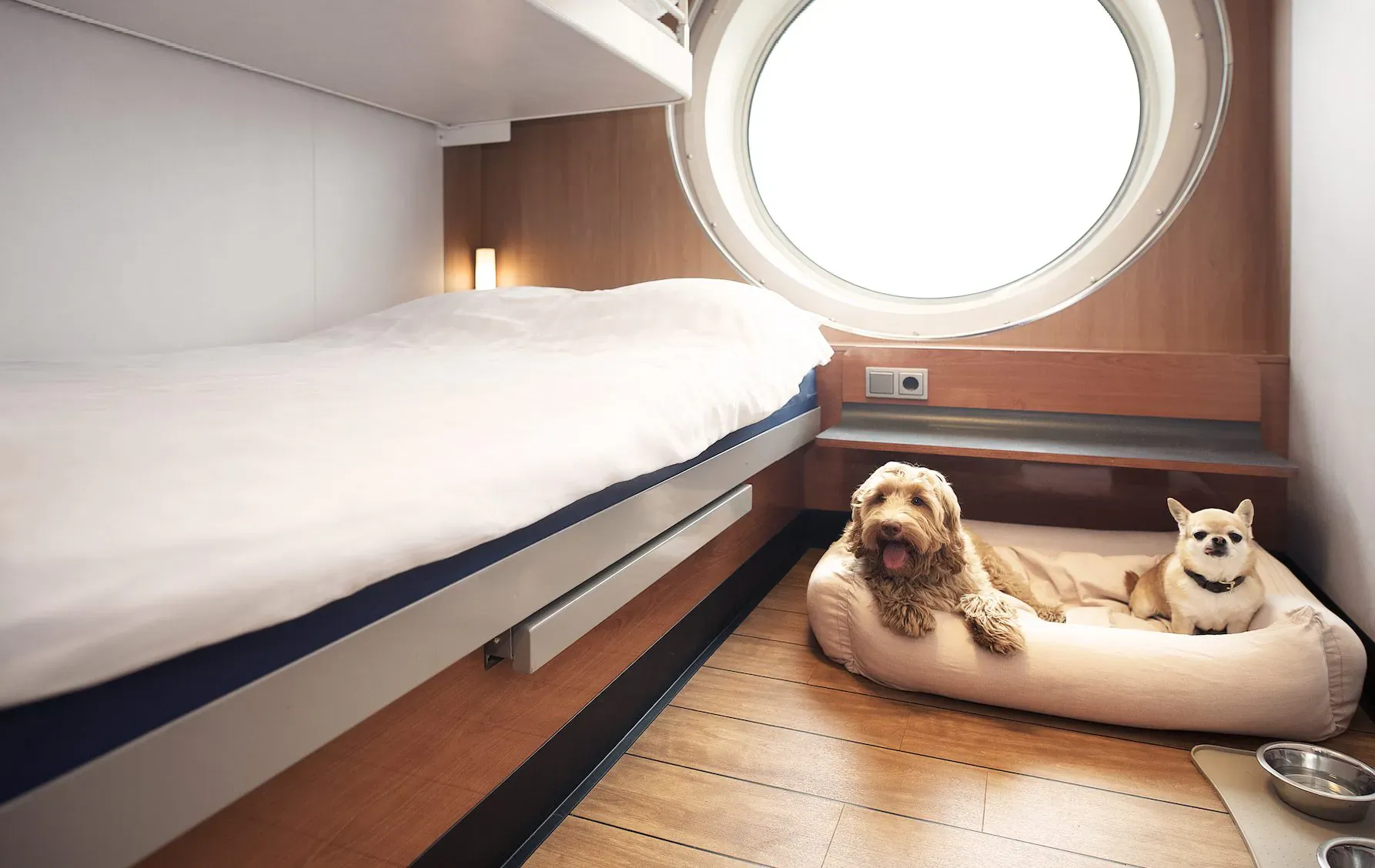 Labradoodle and Chihuahua relaxing in dog bed in cozy ferry cabin with bunk bed and porthole window.