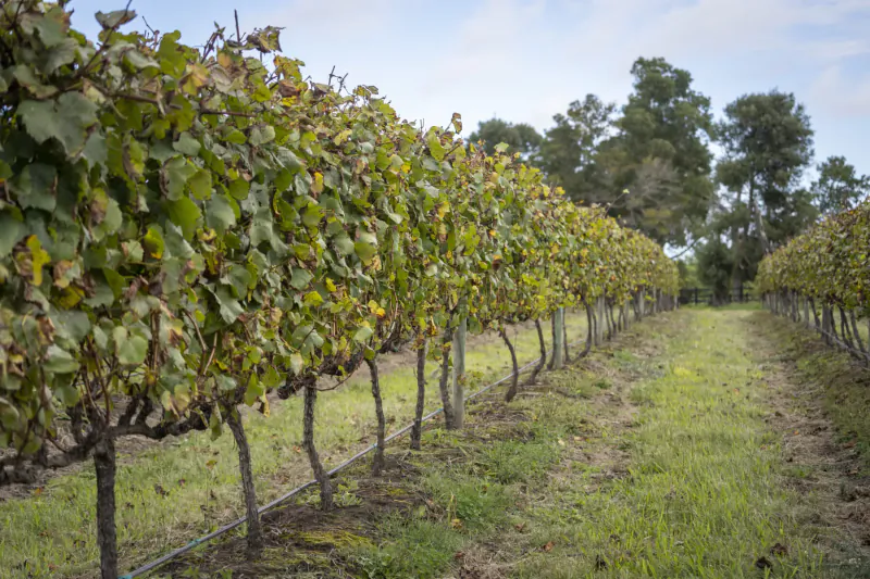 Rows of lush green grapevines in Kay and Monty Vineyard, Plettenberg Bay, South Africa