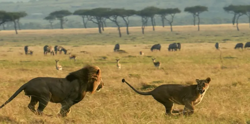Male lion roaring and lioness stalking in golden savanna grasslands with acacia trees and distant elephants, Masai Mara.