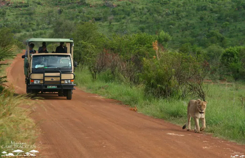 Safari vehicle on dirt road in savanna with lion walking nearby amid green hills and bushes