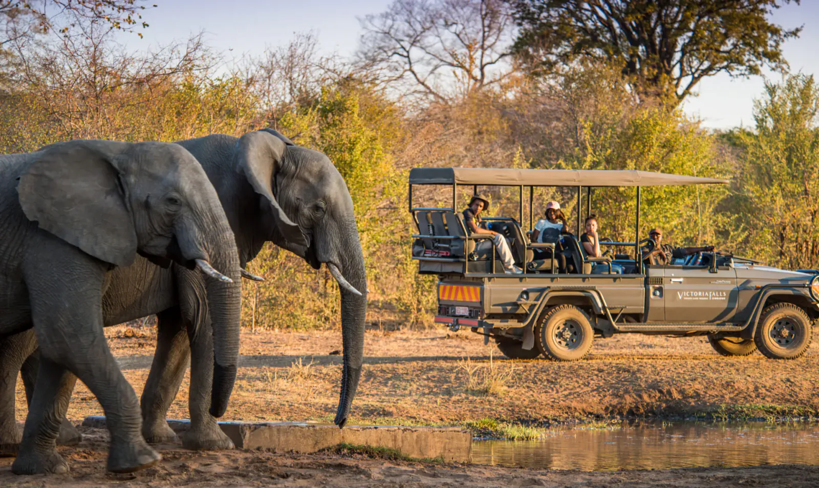 Two elephants drinking at a waterhole near a safari vehicle with tourists in Zimbabwe savanna
