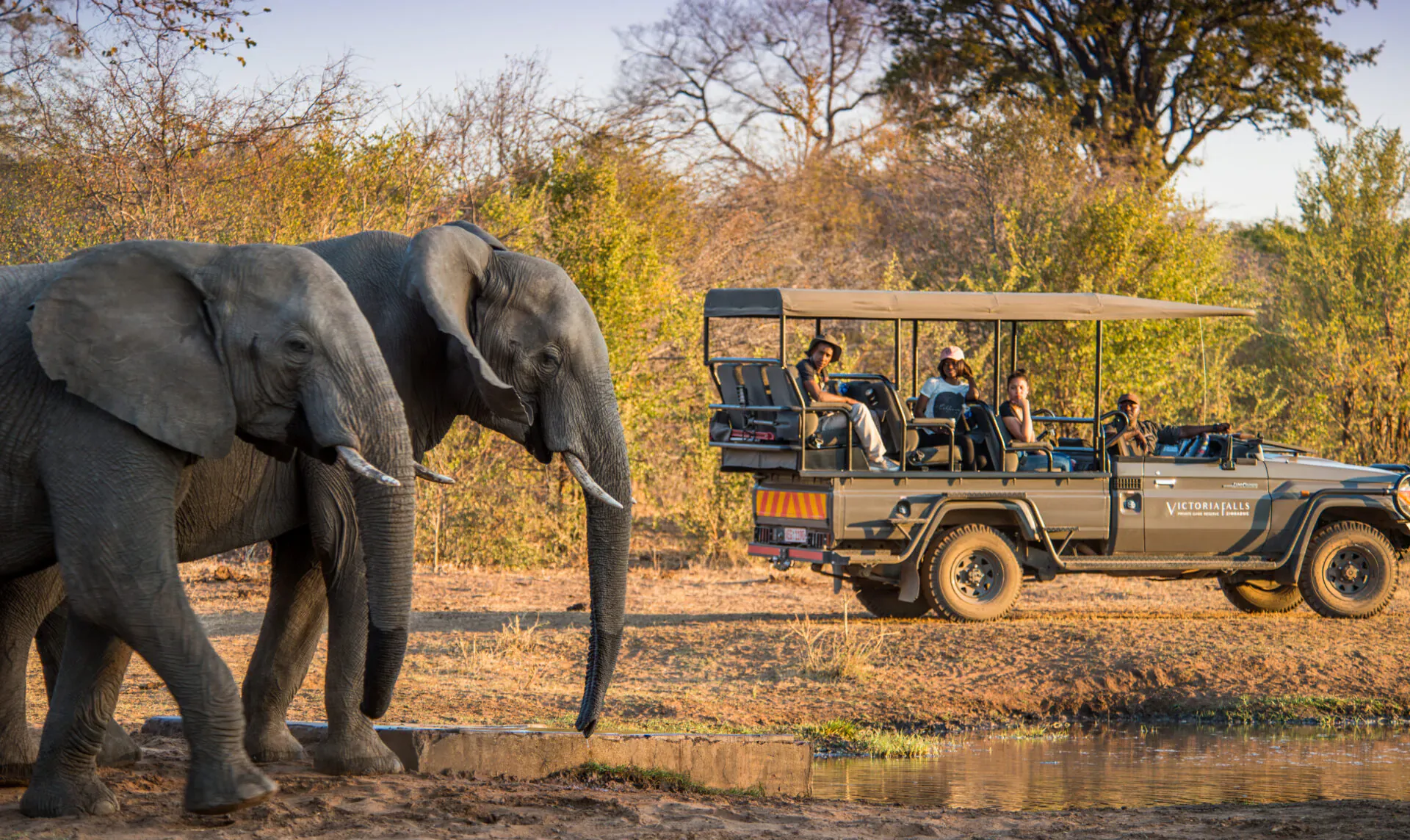 Two elephants drinking at a waterhole near a safari vehicle with tourists in Zimbabwe savanna