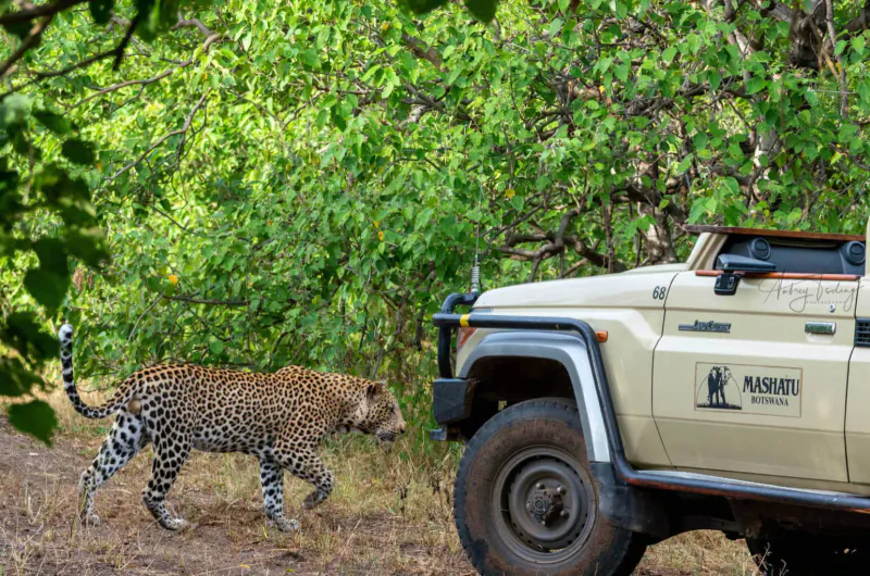 Leopard walking past Mashatu safari vehicle in lush green bushveld at Mashatu Euphorbia camp