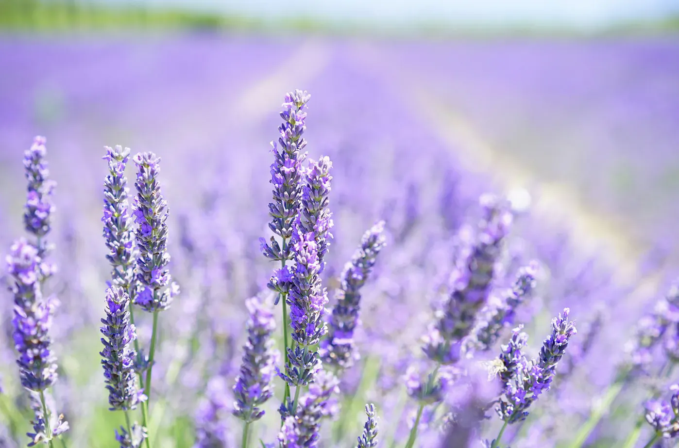 Close-up of vibrant purple lavender flowers in a vast field, soft bokeh background.