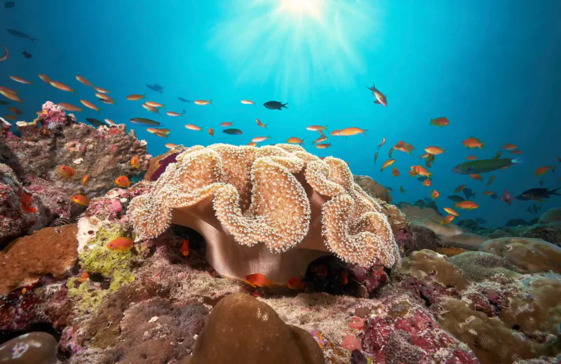 Large beige brain coral on colorful reef in clear blue Maldives water, sun rays above, schools of orange fish swimming around.