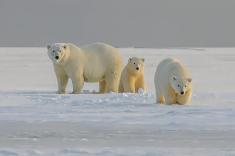 Family of polar bears standing on snowy Arctic ice under cloudy sky