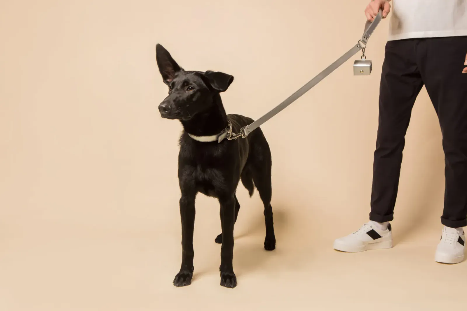 Black dog with perked ears on leash held by man in white t-shirt and black pants, beige studio background
