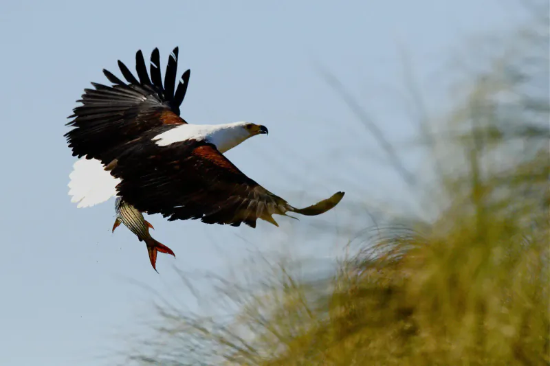 African fish eagle flying over tall grass in Okavango, clutching a fish in talons