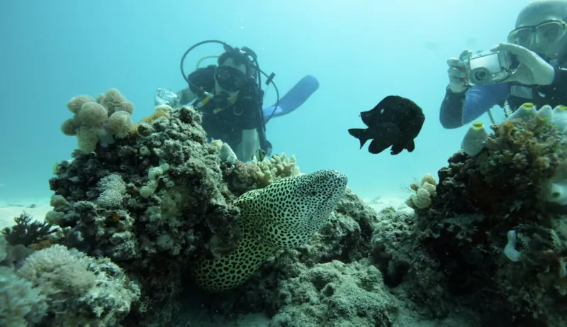 Scuba diver photographing green moray eel and black fish amid coral reef in underwater marine park