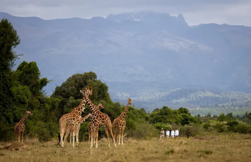 Herd of giraffes gathered on grassy savanna with Mount Kenya mountains and trees in background