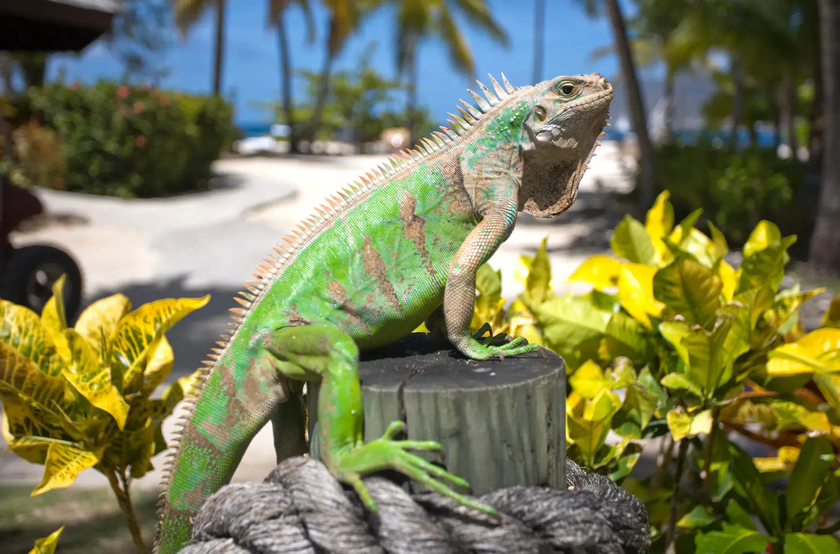 Green iguana perched on wooden stump amid yellow plants and palm trees at Palm Island Resort beach.