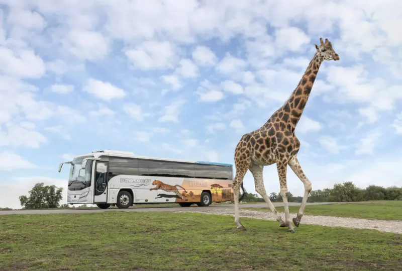 Giraffe standing beside white tour bus with safari graphics at West Midland Safari Lodges, grassy path and sky.