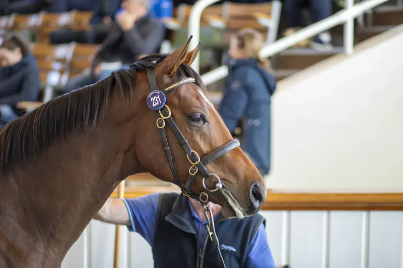 Close-up of a bay horse with purple 'BB' rosette in Tattersalls ring, held by handler in blue vest, blurred spectators on stands.