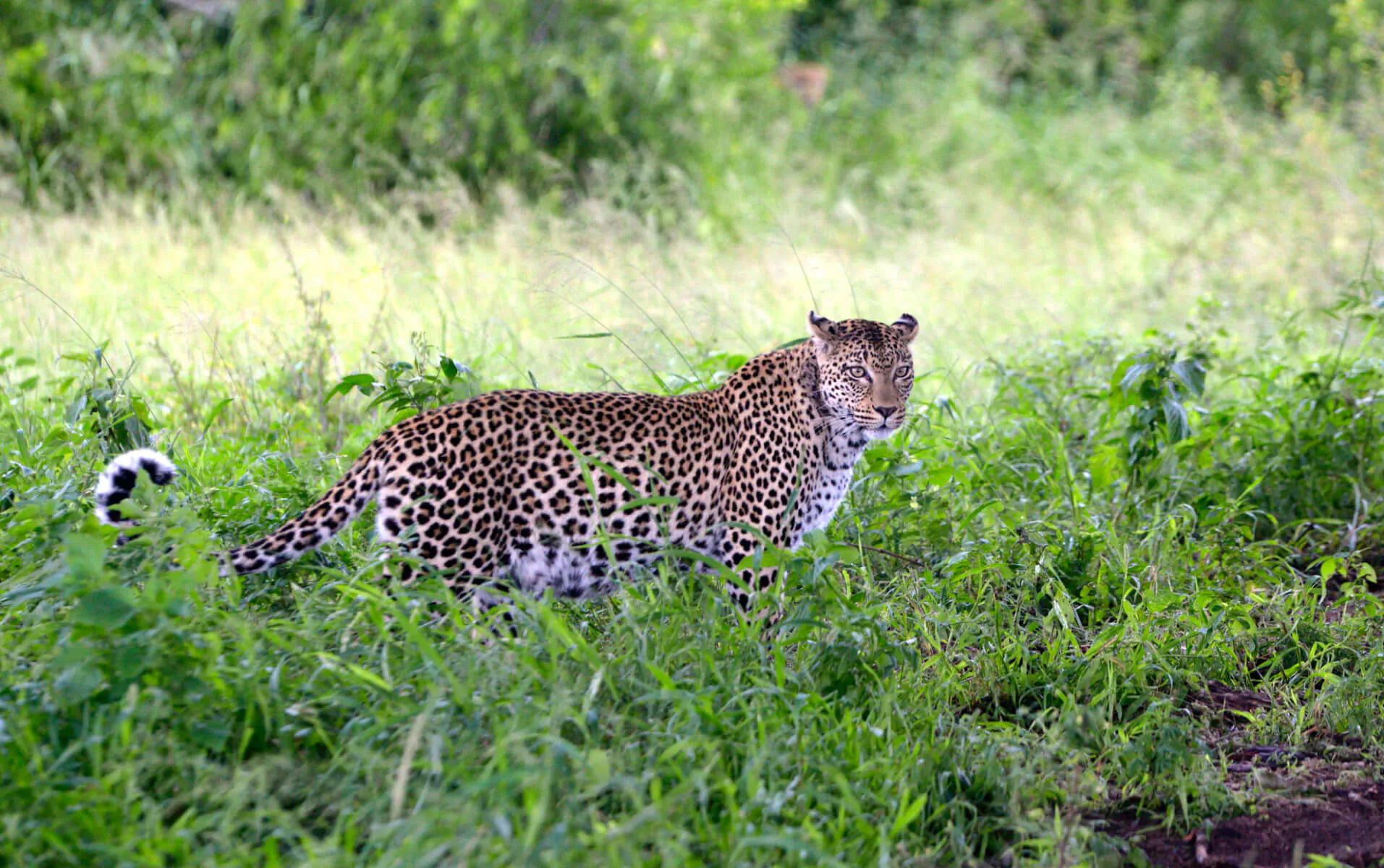 Leopard walking through tall green grass in Kruger National Park