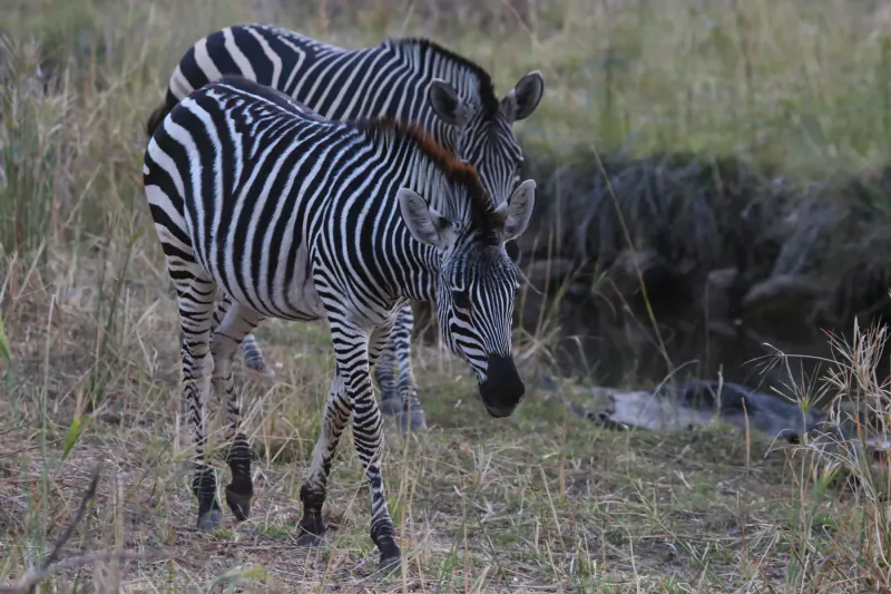 Two zebras nuzzling affectionately in grassy savanna near water at Victoria Falls, Zimbabwe