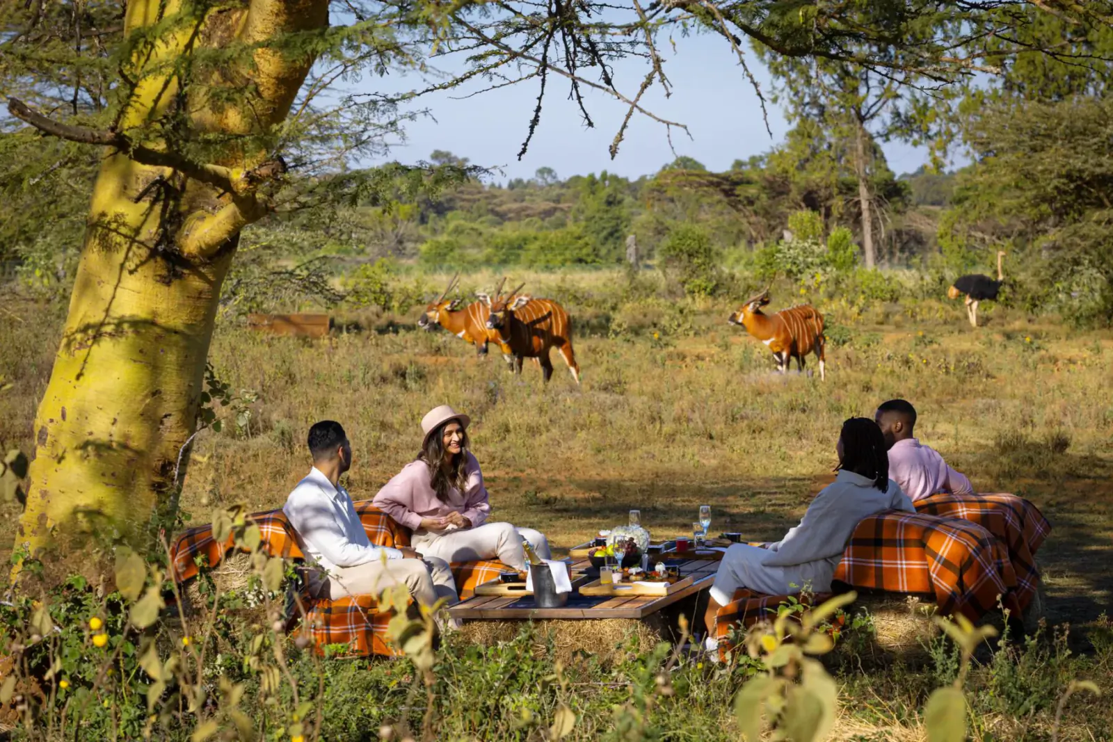 Group picnicking on plaid blankets under acacia tree in Kenyan savanna with grazing giraffes nearby, Fairmont Mount Kenya Safari Club.