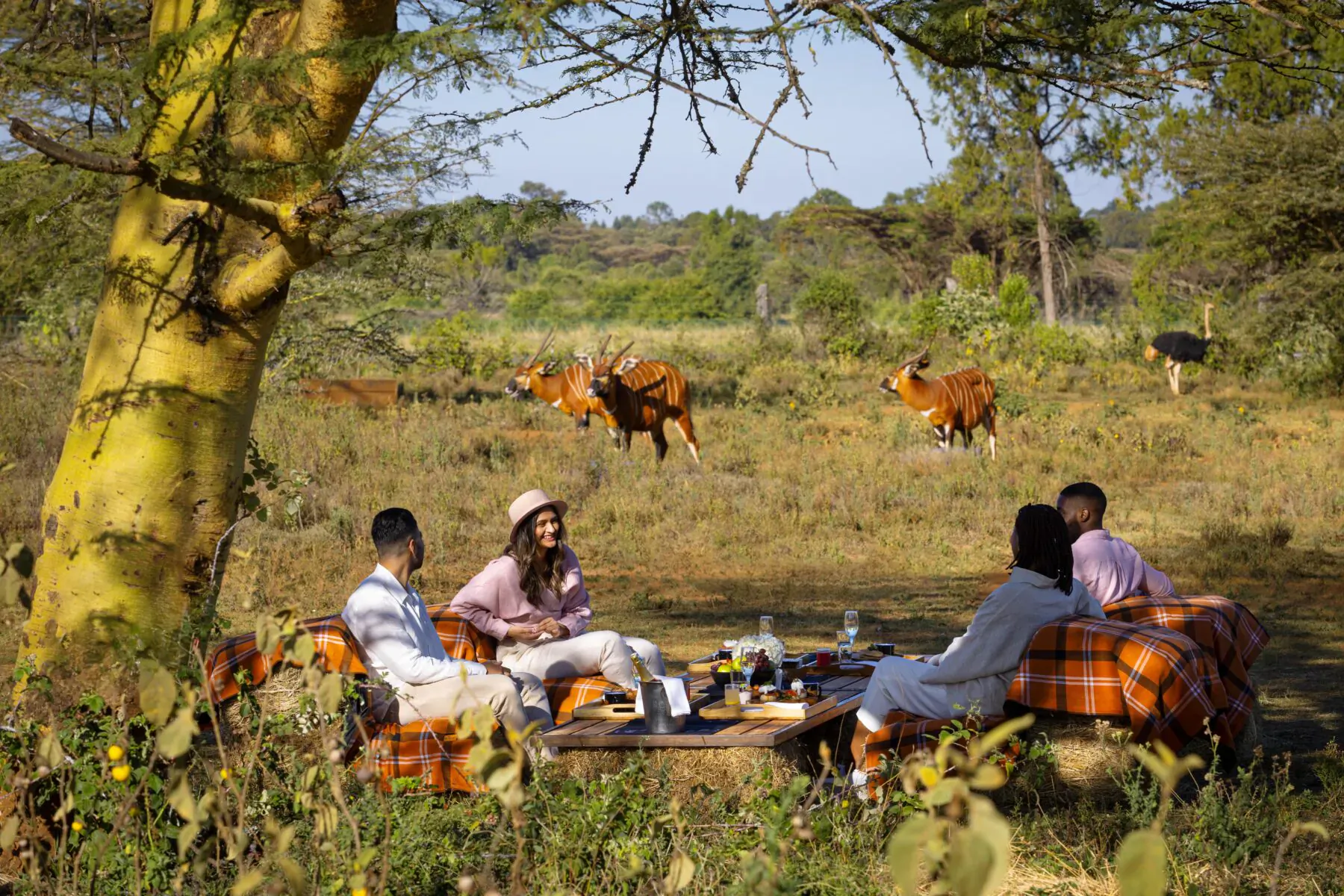 Group picnicking on plaid blankets under acacia tree in Kenyan savanna with grazing giraffes nearby, Fairmont Mount Kenya Safari Club.