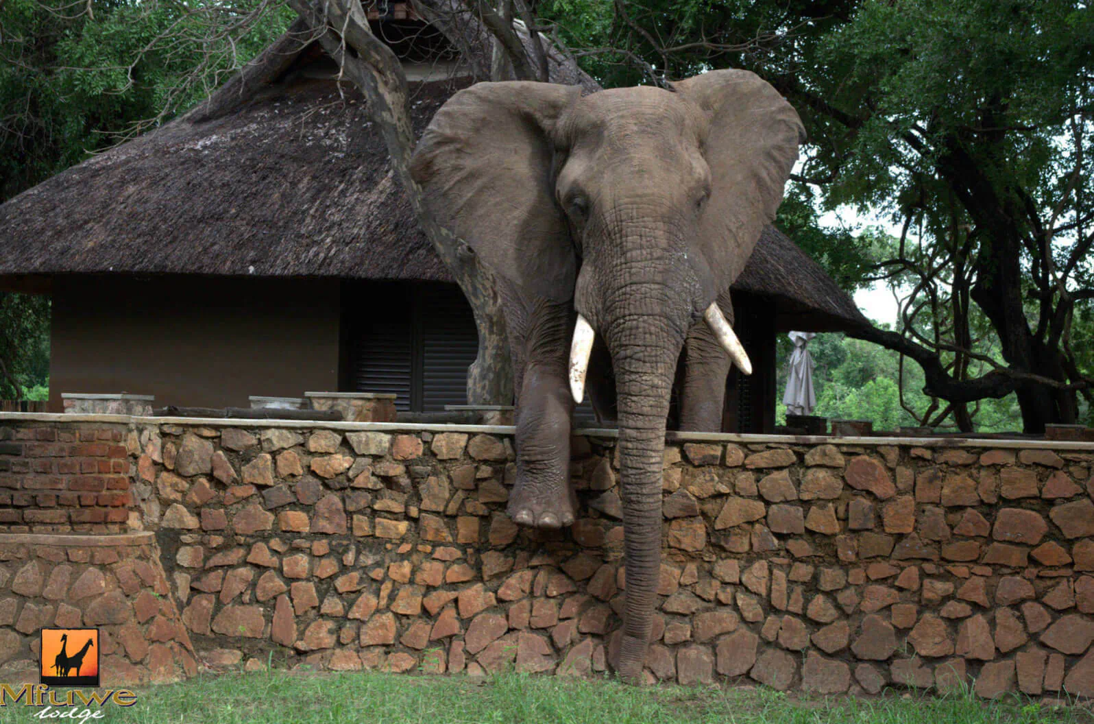 African elephant leaning over stone wall at Mfuwe Lodge's Director’s House, bushveld setting