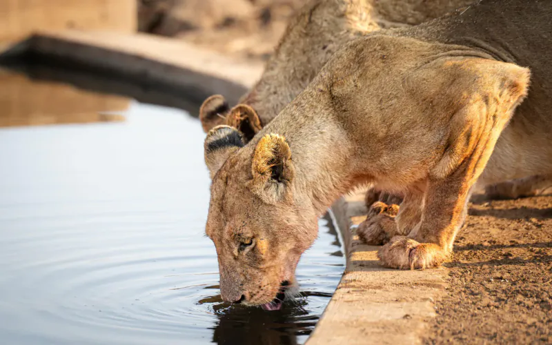 Lioness drinking water from a pool at the edge in Greater Kruger savanna