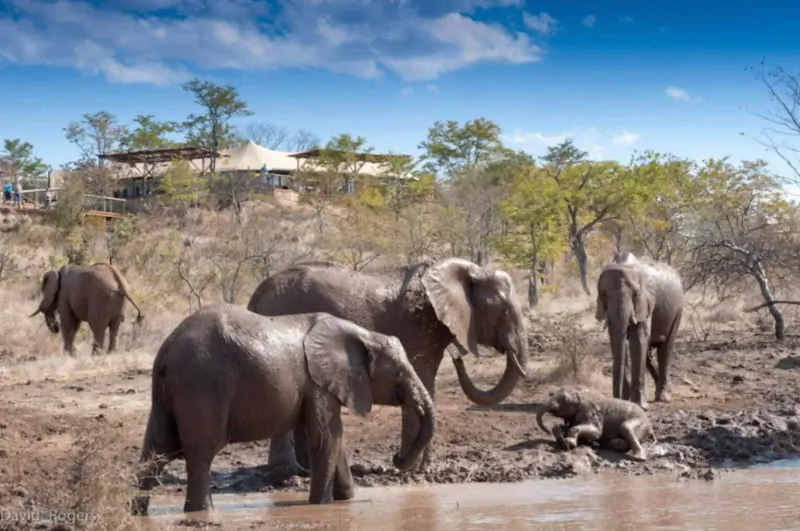 Herd of elephants, including calves, drinking and playing at a muddy riverside near Old Drift Lodge lodge under blue skies.