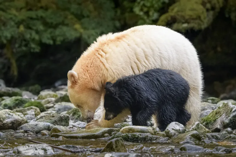 Blonde mother bear and black cub foraging together by stream amid rocks and lush green forest.
