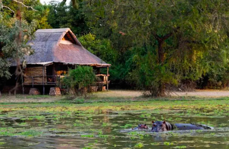 Thatched bush lodge by lagoon with hippos in water, surrounded by trees at Mfuwe Lodge