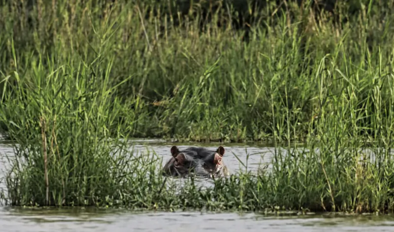 Hippo head emerging from shallow water amid tall green reeds in Waterberg