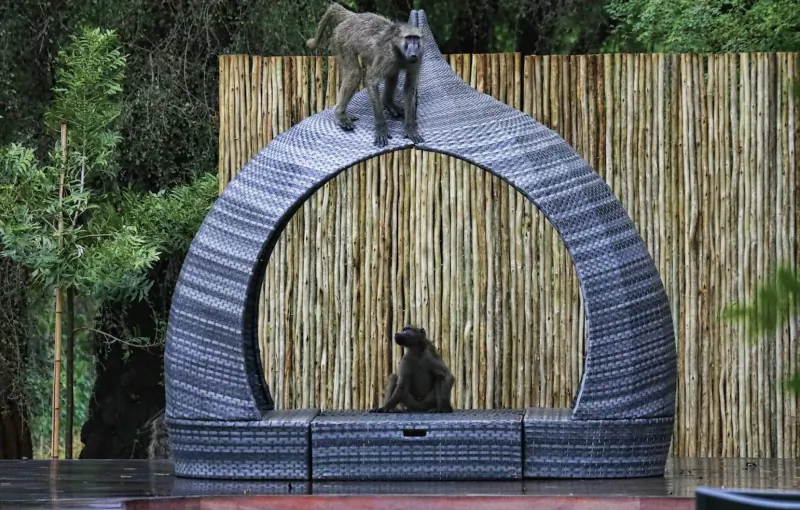 Two monkeys on and in a woven arched outdoor seat amid lush bamboo garden by pool.