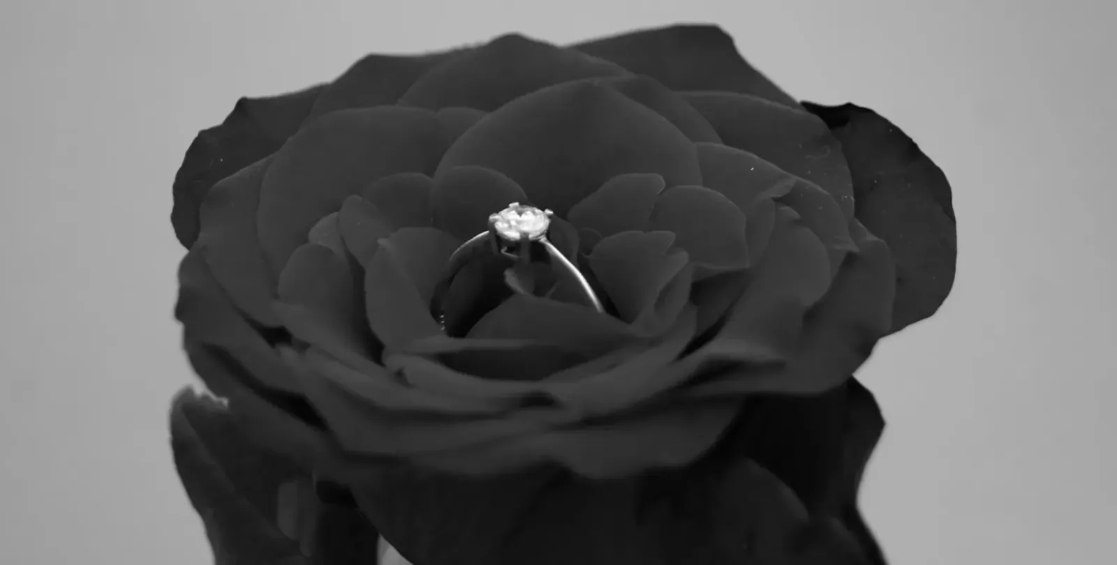 Black rose with diamond ring nestled in petals, black and white photo