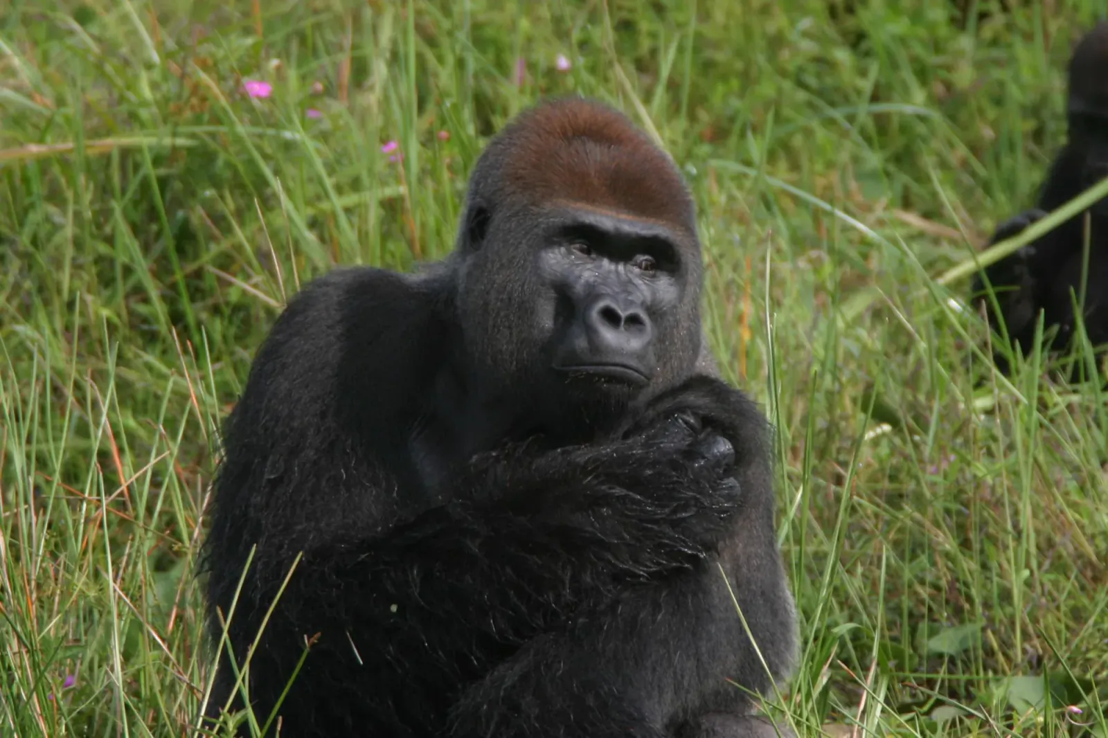 Silverback gorilla sitting thoughtfully with arms crossed in lush green grassy field with pink flowers