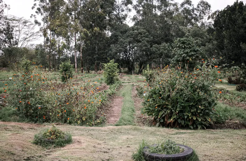 Lush garden with orange marigolds, shrubs, dirt path, trees, and tire in wild safari setting