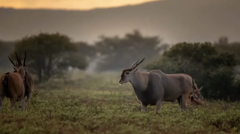 Herd of grey and reddish nyalas grazing in lush green savanna at sunset, Marataba Game Lodges safari