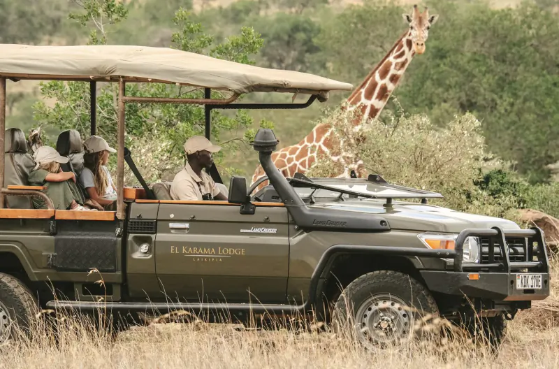 Tourists in open green El Karama Lodge safari vehicle with giraffe peering in, Laikipia Kenya bush setting