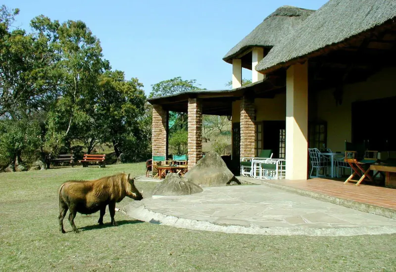 Warthog walking on grass near thatched-roof African lodge veranda with outdoor furniture and trees