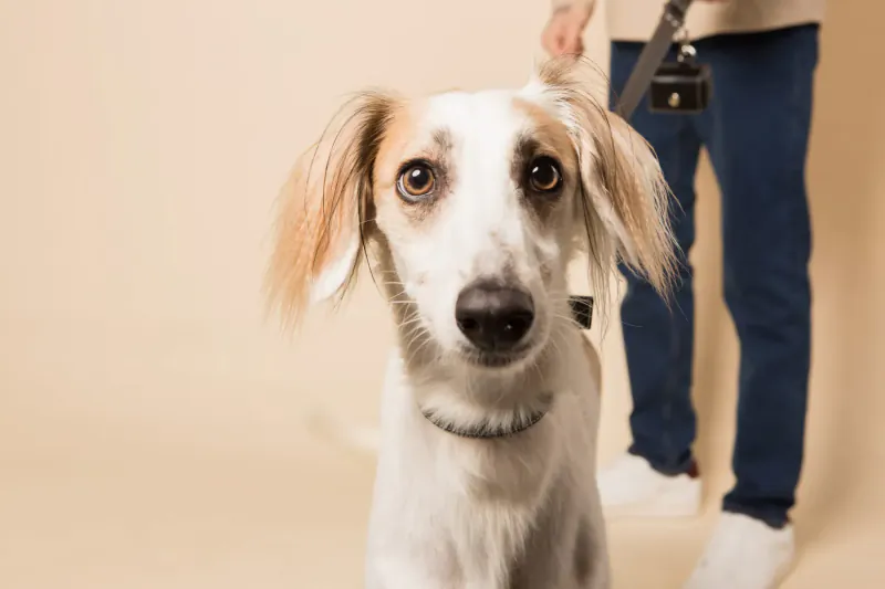 Close-up of a white Saluki dog with tan ears looking at camera, held by hand on leash in studio, Skylos Collection gallery.