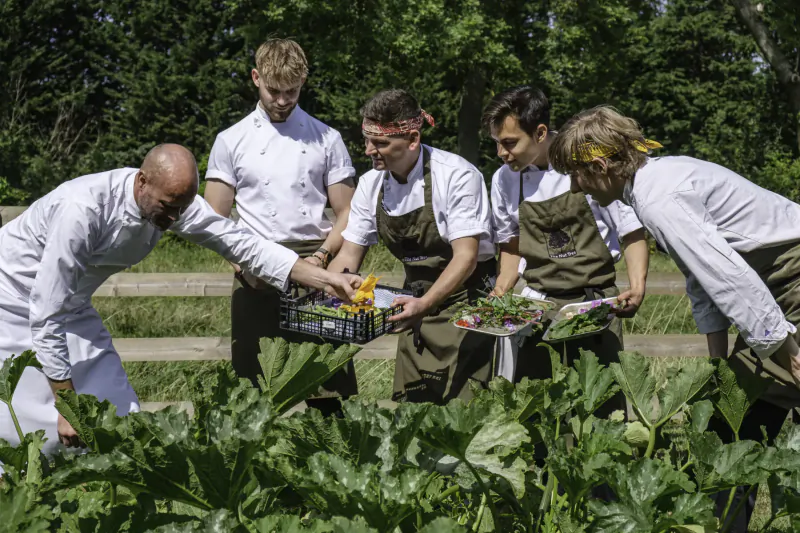 Group of chefs in white uniforms harvesting yellow flowers and greens from garden beds outdoors.