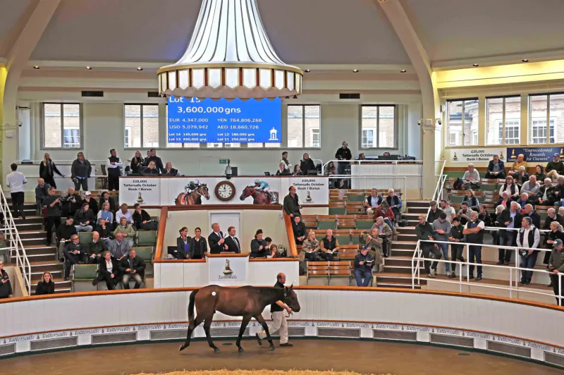 Bay horse led by handler in Tattersalls auction ring, surrounded by seated audience in ornate domed hall with 'TATTERSALLS IRELAND' sign.