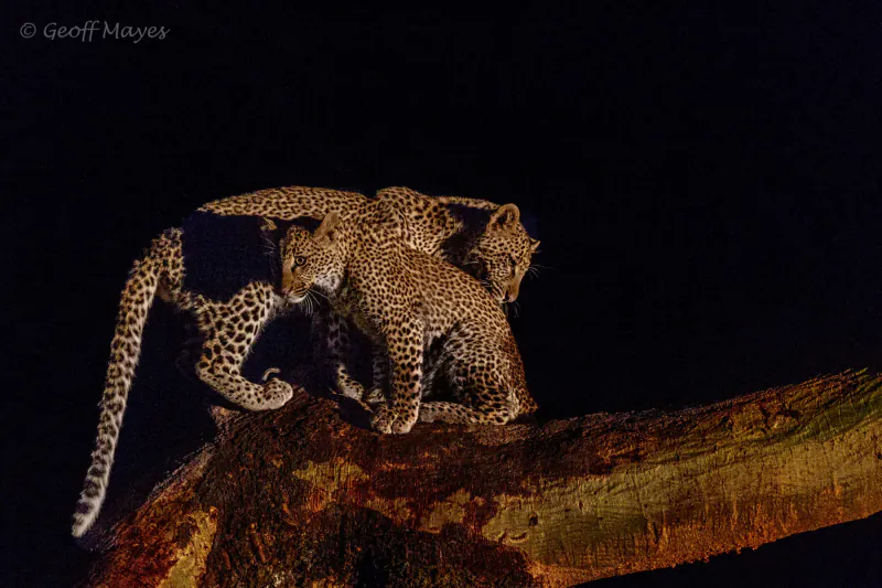 Mother leopard and two cubs perched on a tree branch at night, Lake Naivasha, Kenya