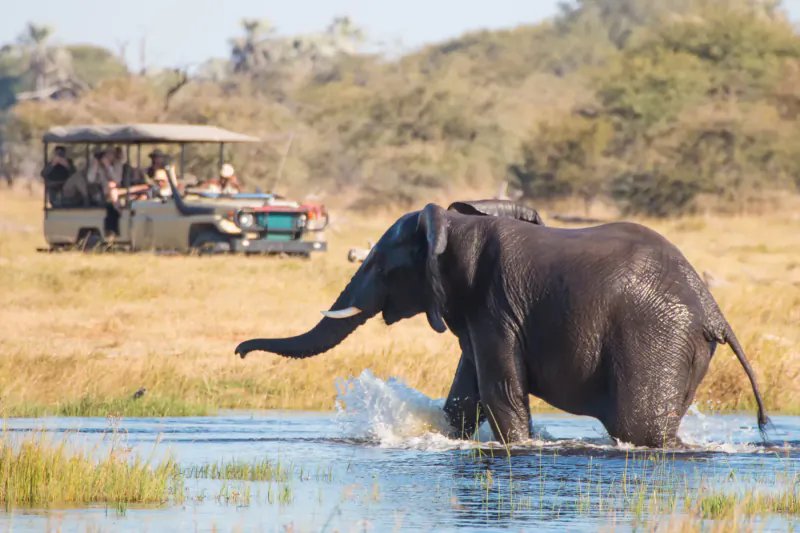 African elephant wading through shallow water near safari jeep in grassy savanna, Tau Game Lodge.