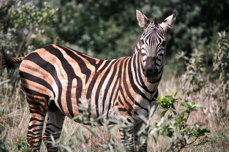 Zebra standing in lush green Kenyan bushland, facing forward with detailed black and white stripes.